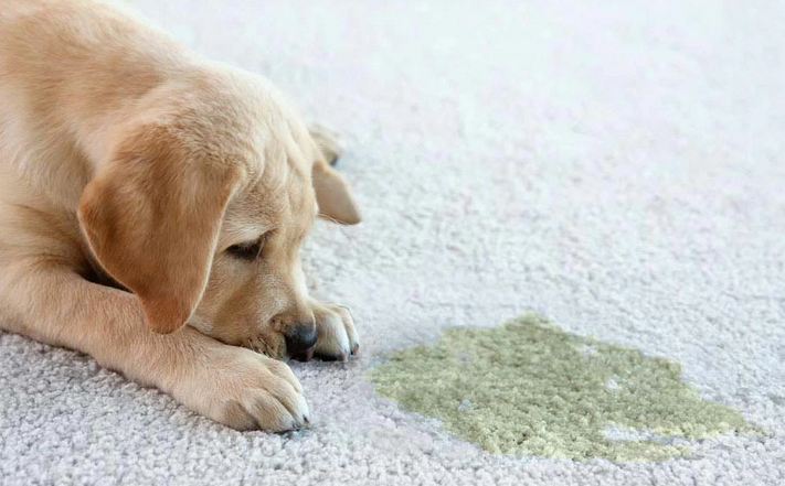 TAPIS Nettoyage professionnel de tapis à domicile